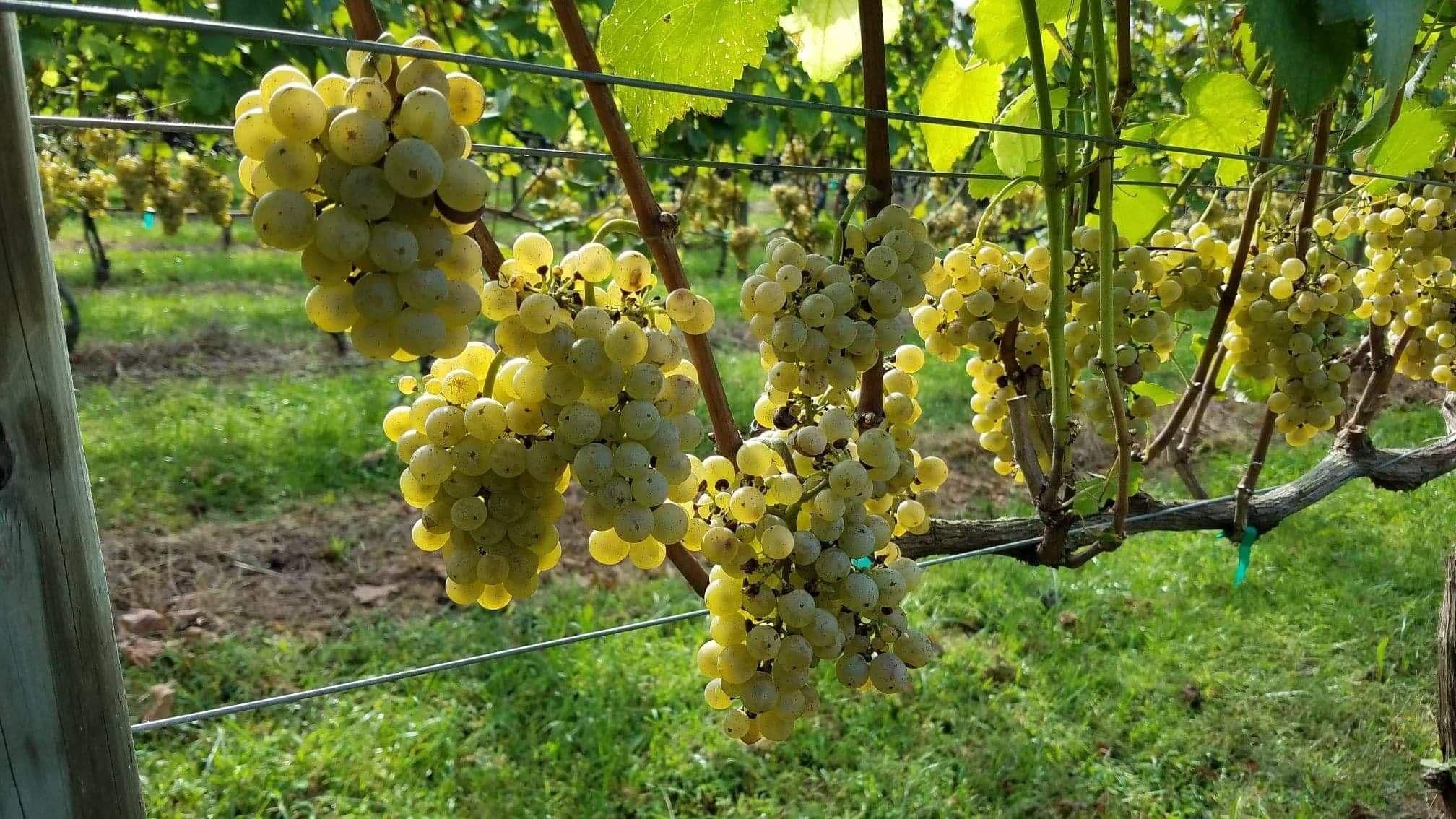 Images for Albariño