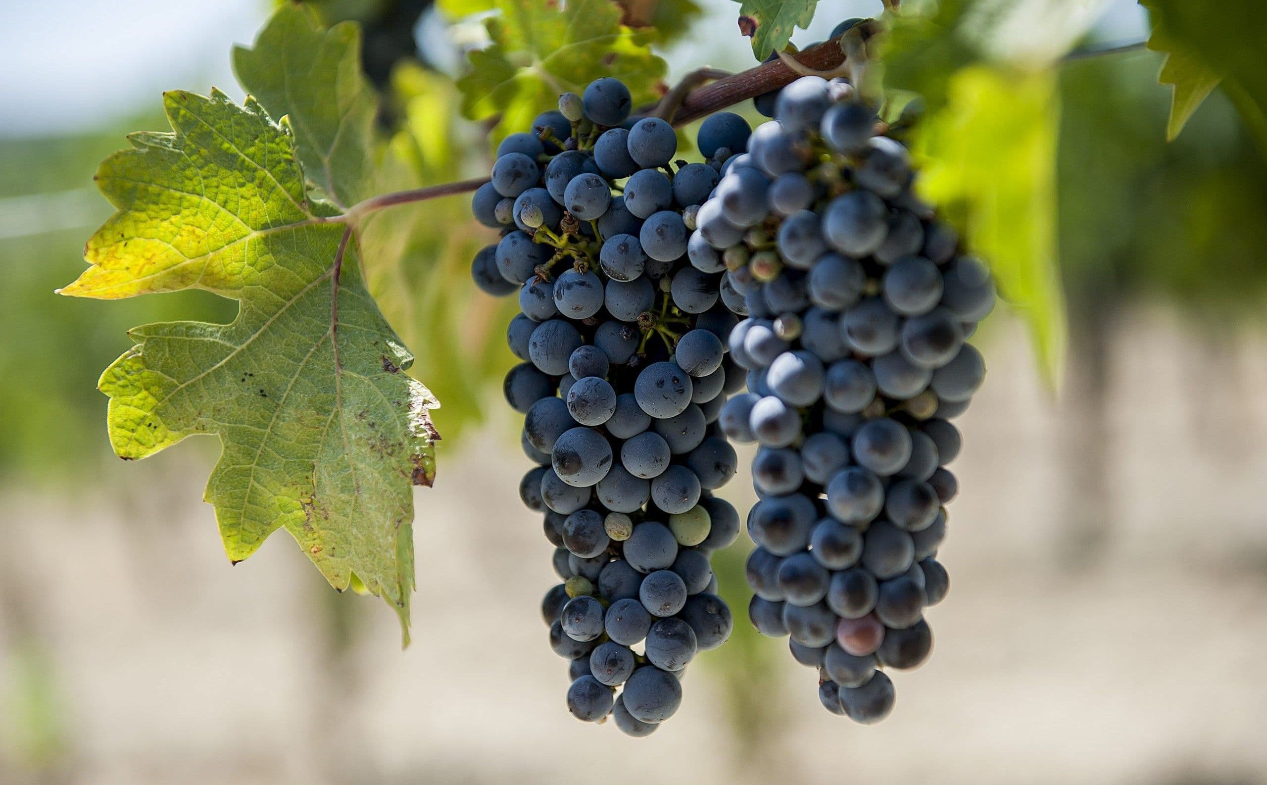 Images for Chianti