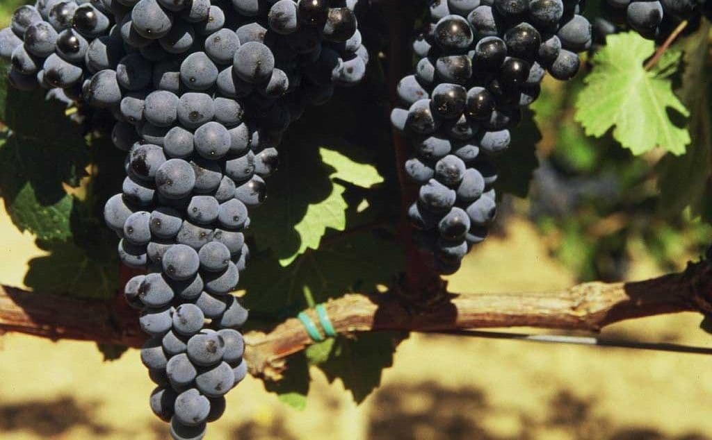 Images for Rioja Reserva