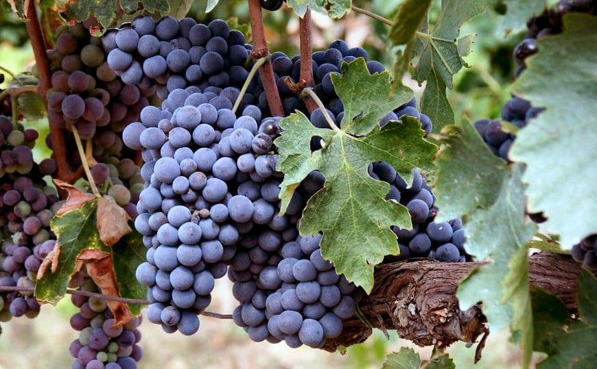 Images for Sangiovese