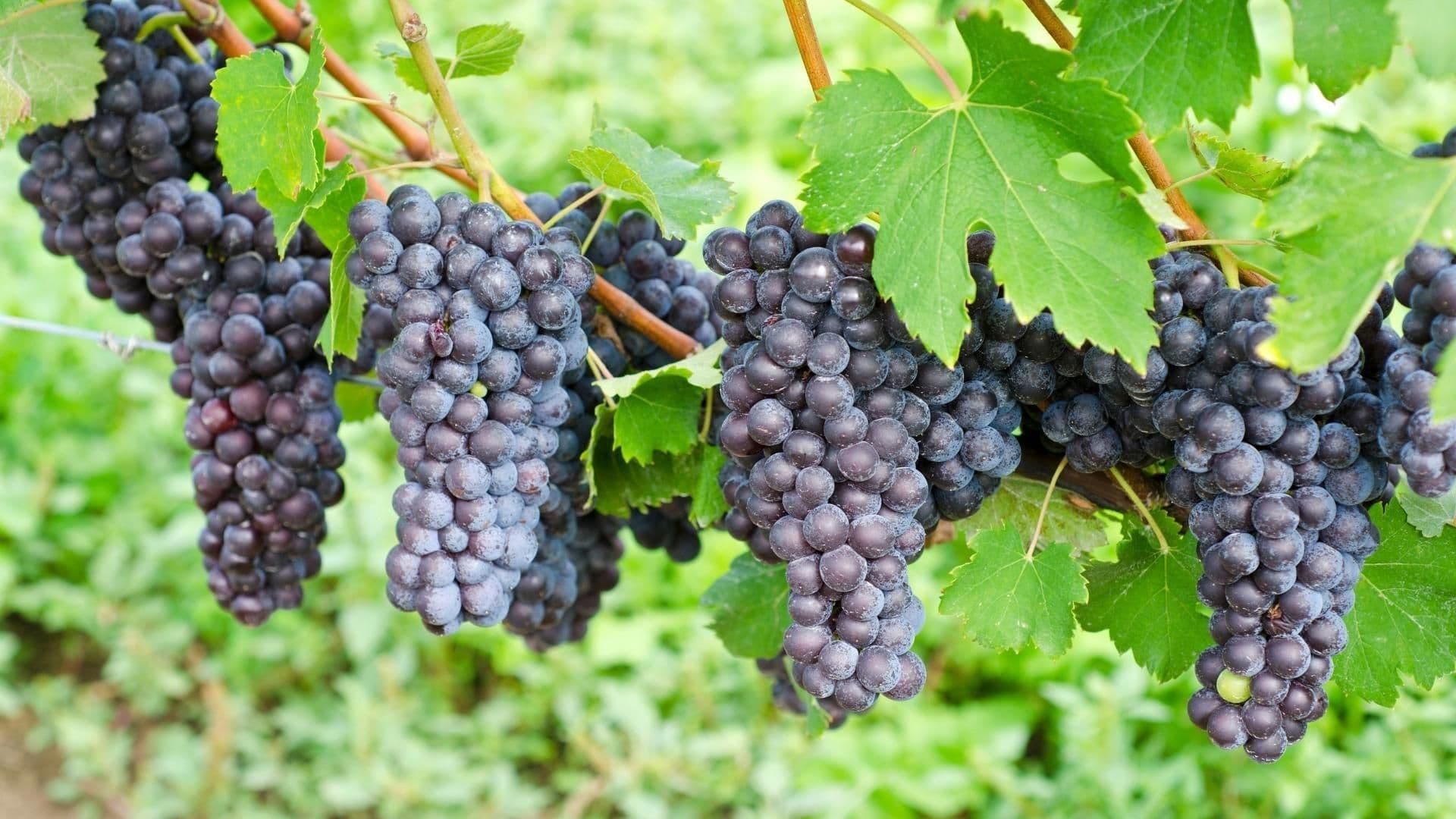 Images for Barolo