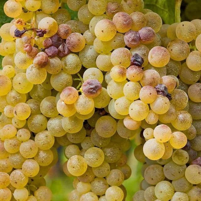 Pinot Blanc