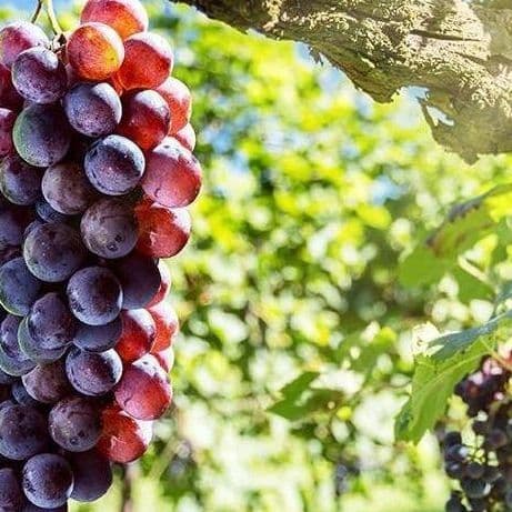 Rioja Reserva