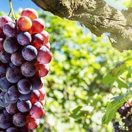 Rioja