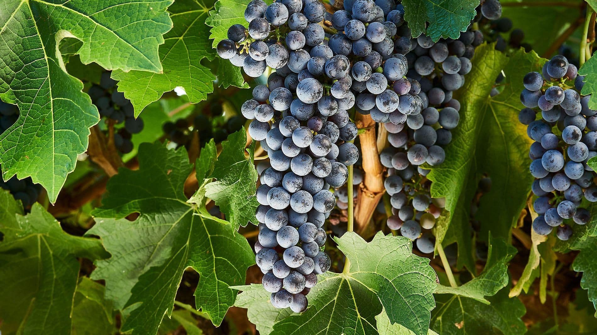 Images for Cabernet Sauvignon