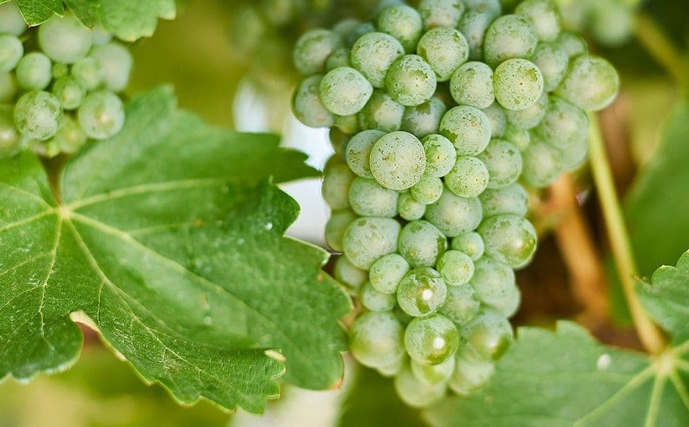 Images for Sauvignon Blanc