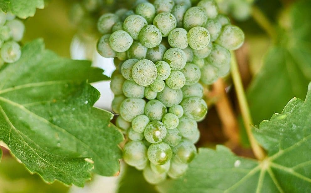 Images for Semillon