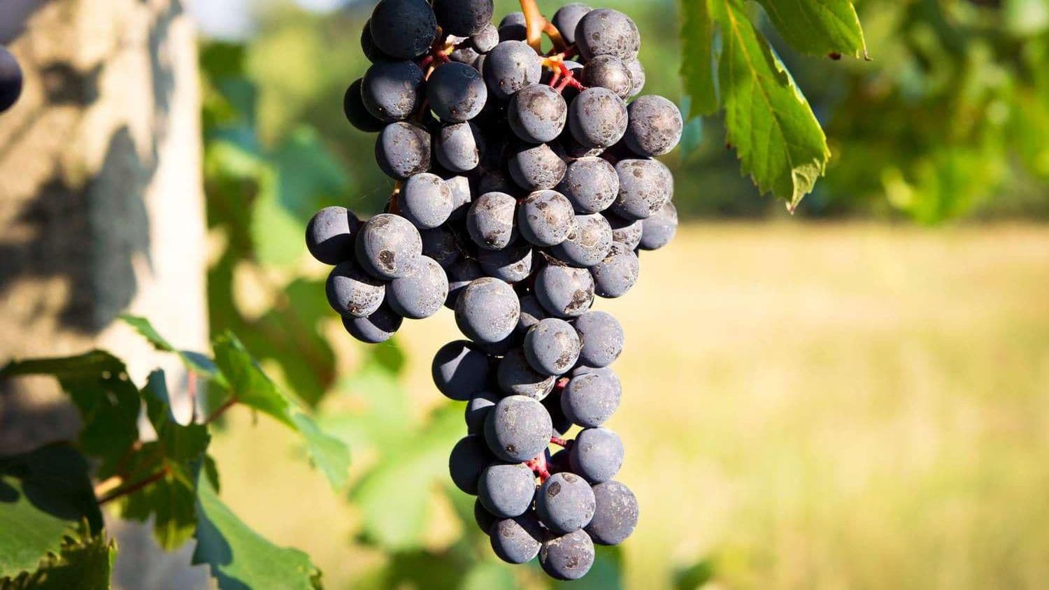 Images for Barbera