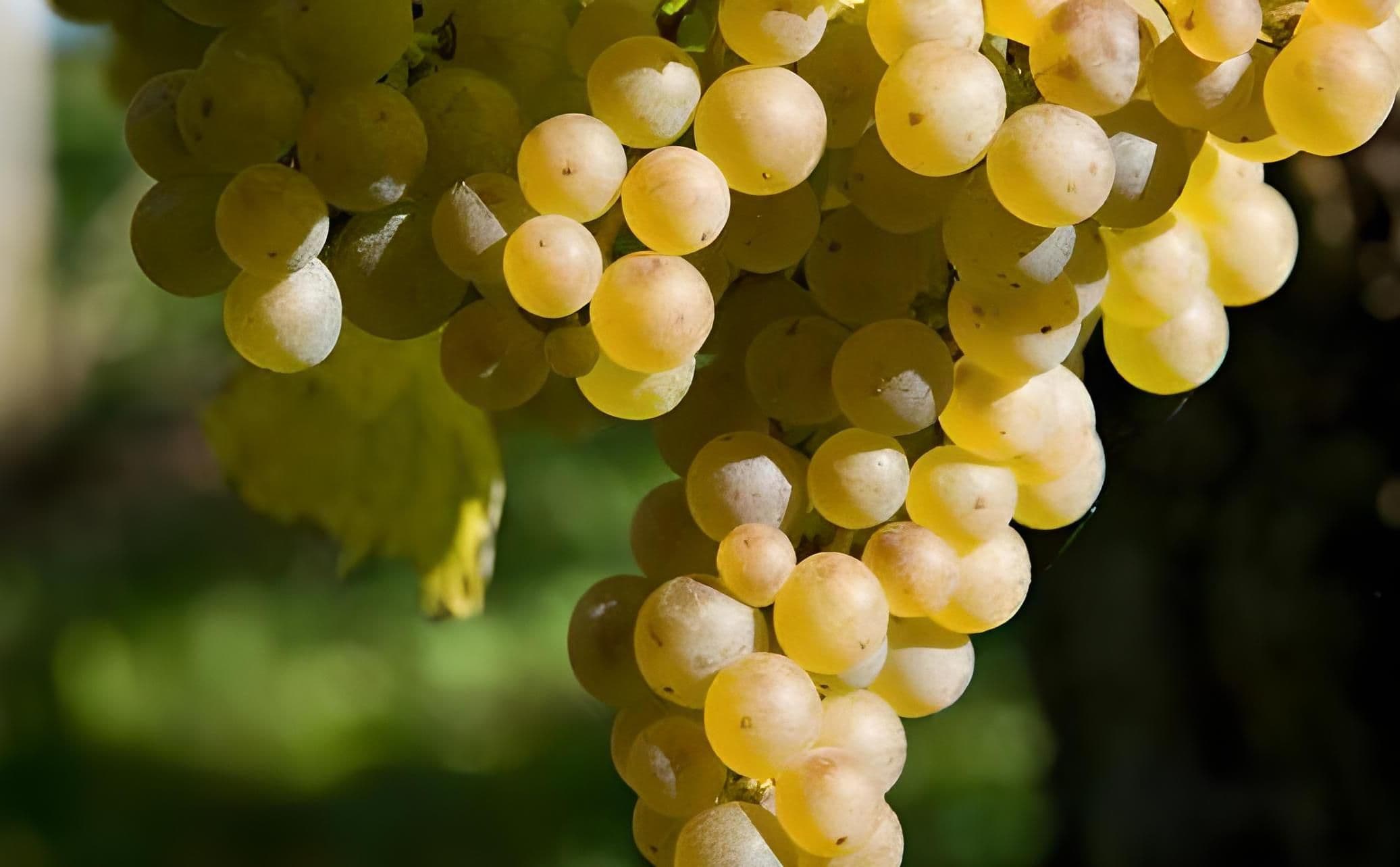 Images for Petit Manseng