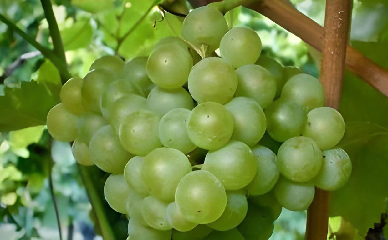 Images for Soave