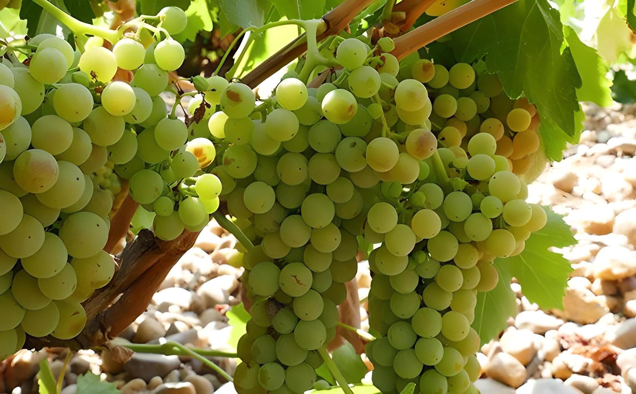 Images for Verdejo