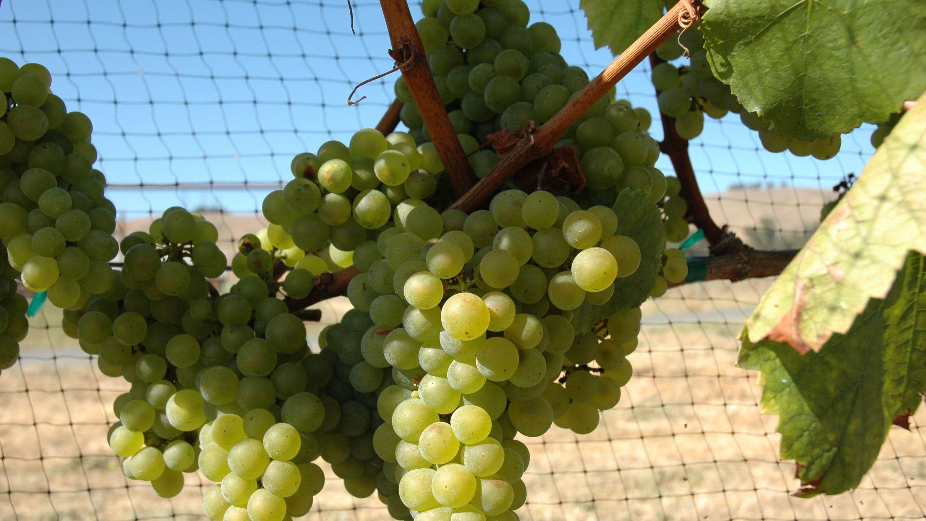 Images for Chardonnay