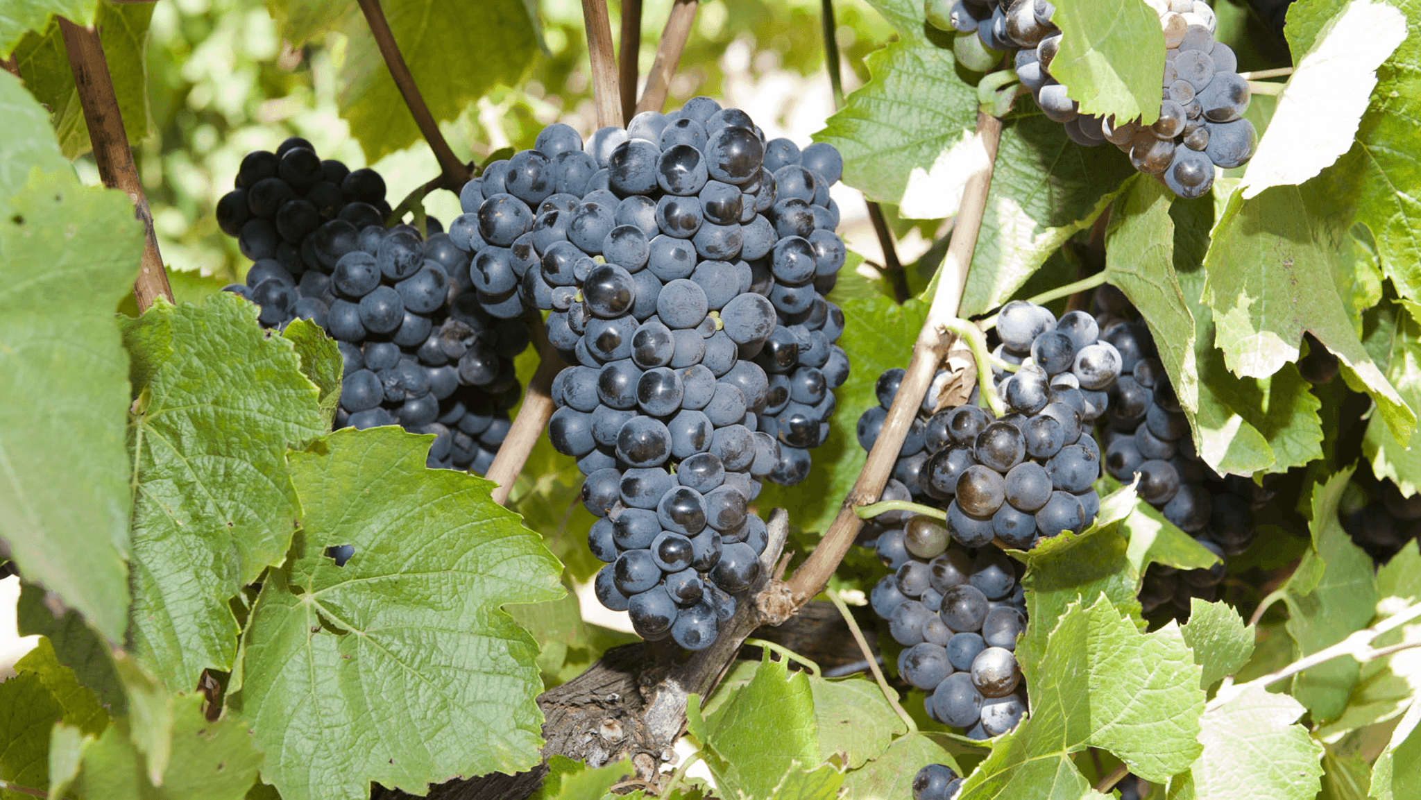 Images for Gamay