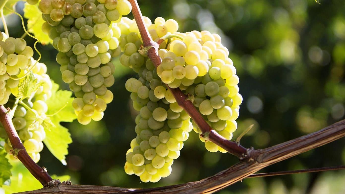 Images for Verdicchio