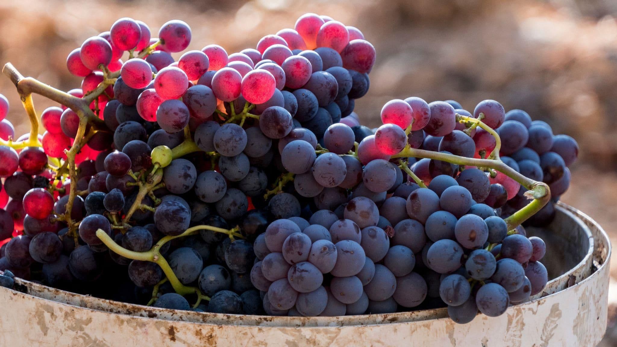 Images for Grenache