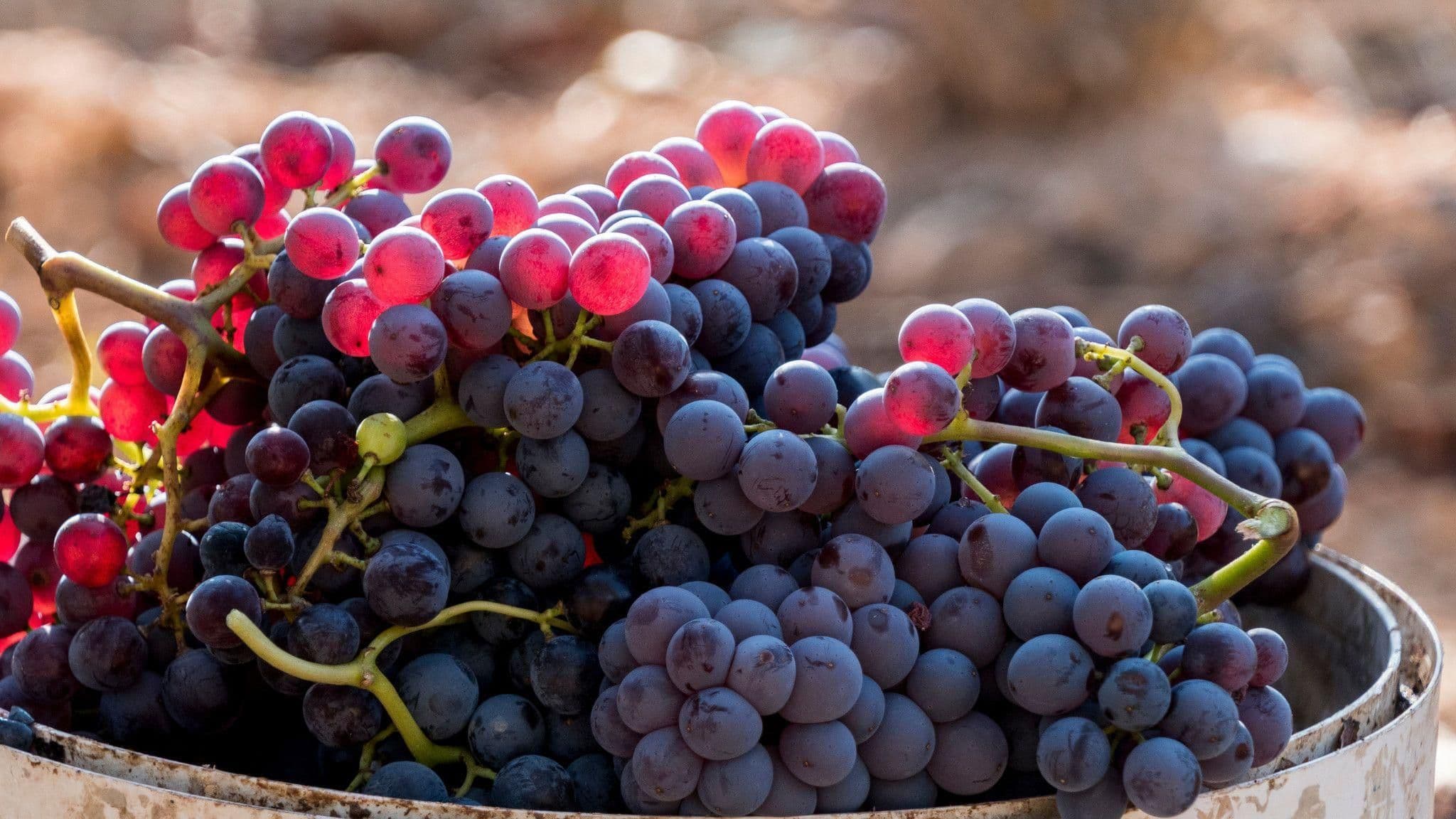 Images for Rosé Grape Variety
