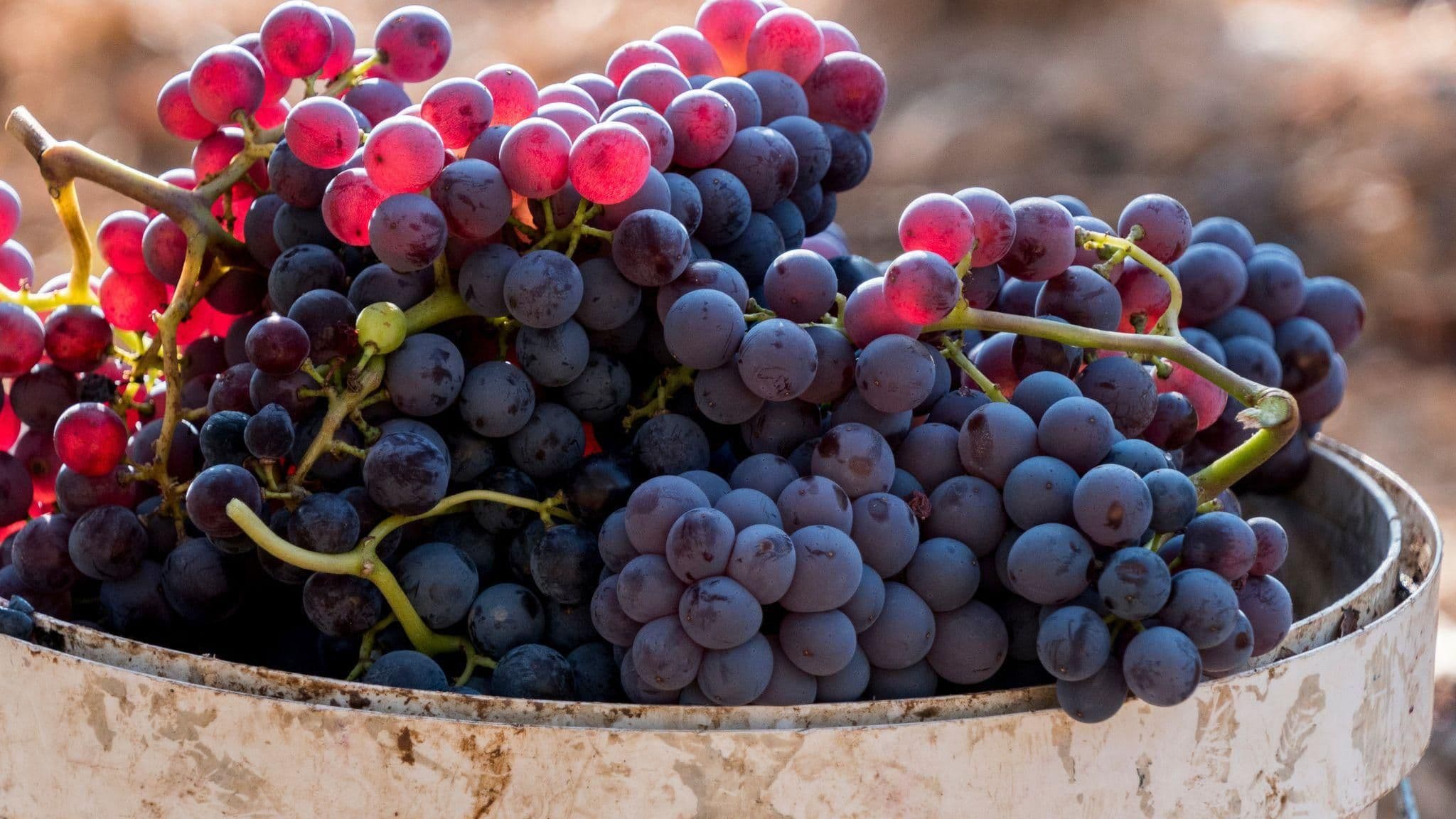 Images for Banyuls