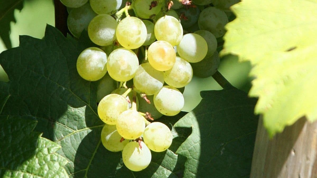 Images for Grüner Veltliner