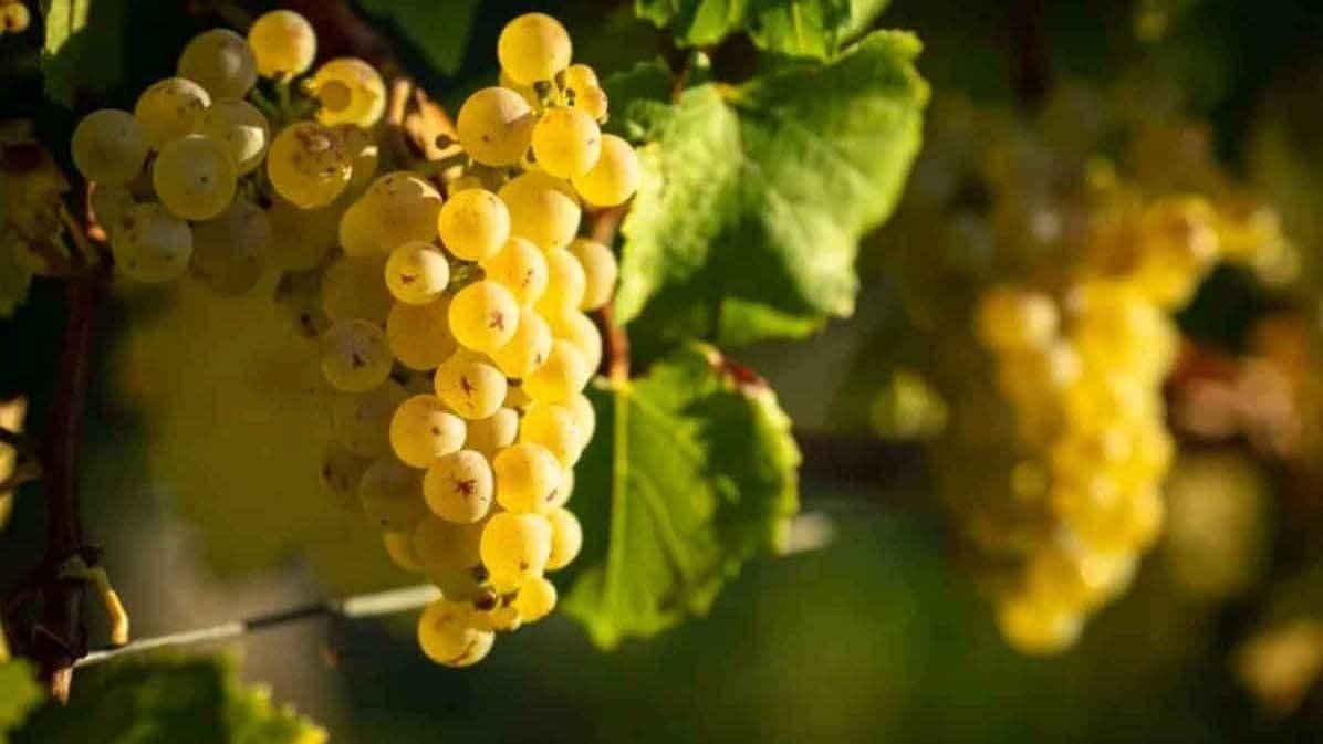 Images for Chablis