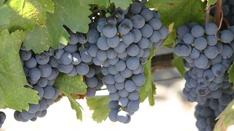 Images for Malbec