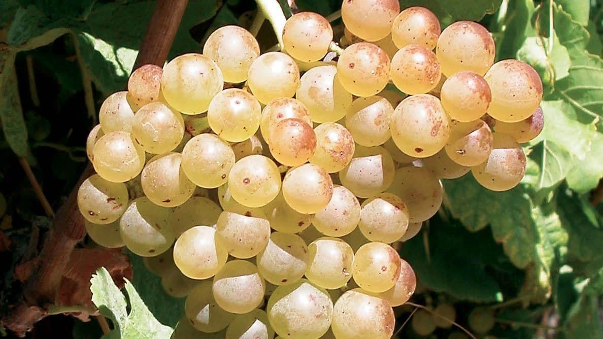 Images for Marsanne
