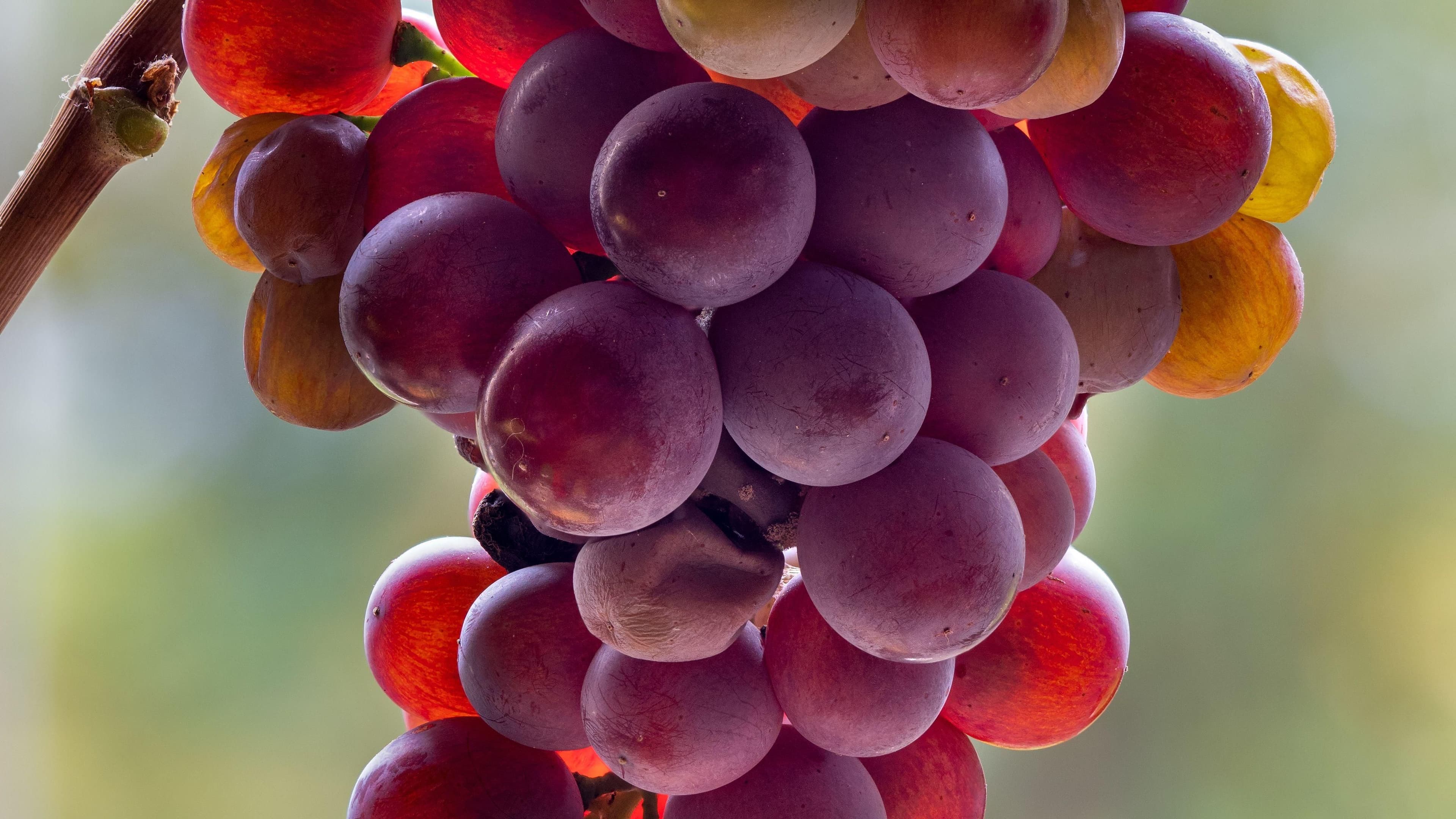 Images for Pinot Grigio