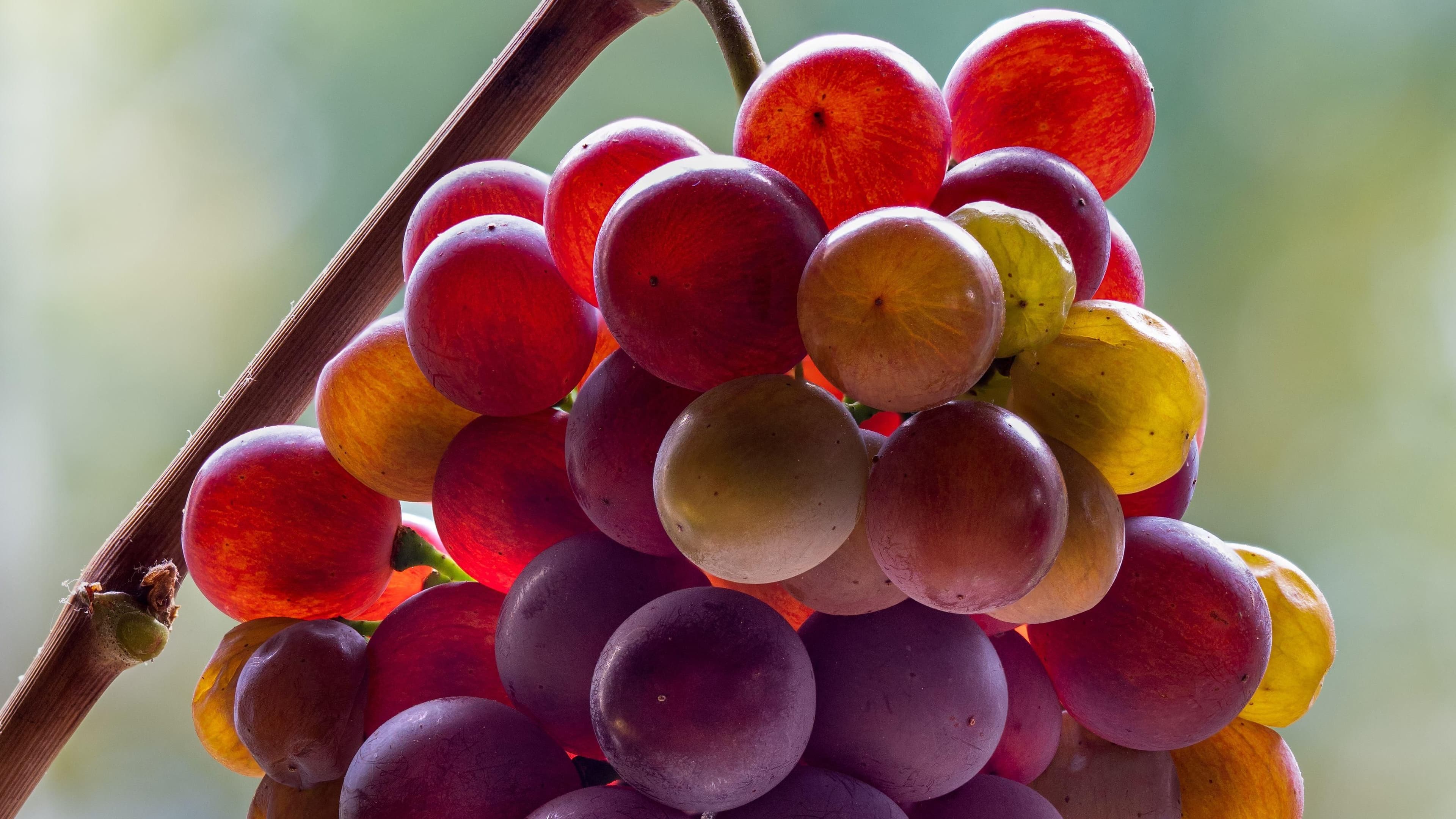 Images for Pinot Gris