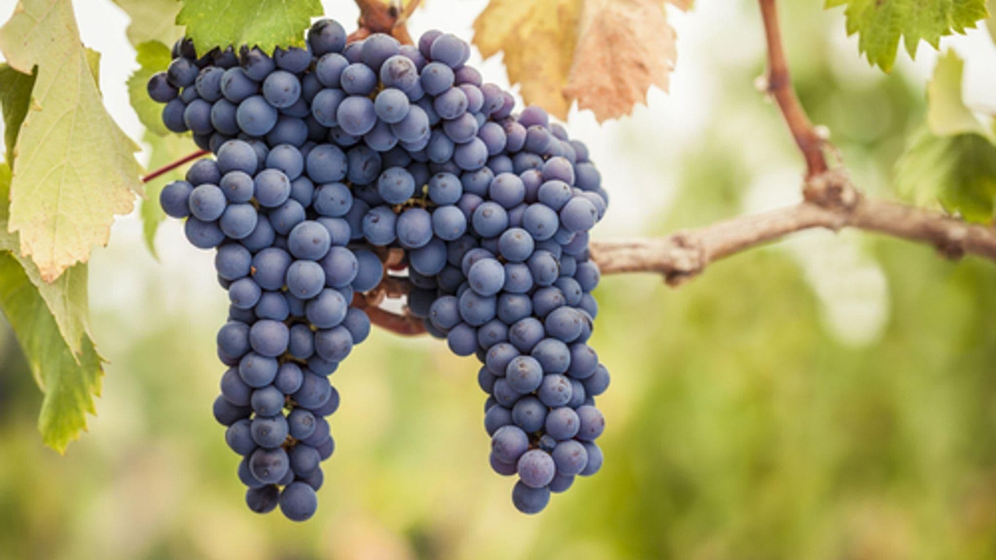 Images for Pinot Noir