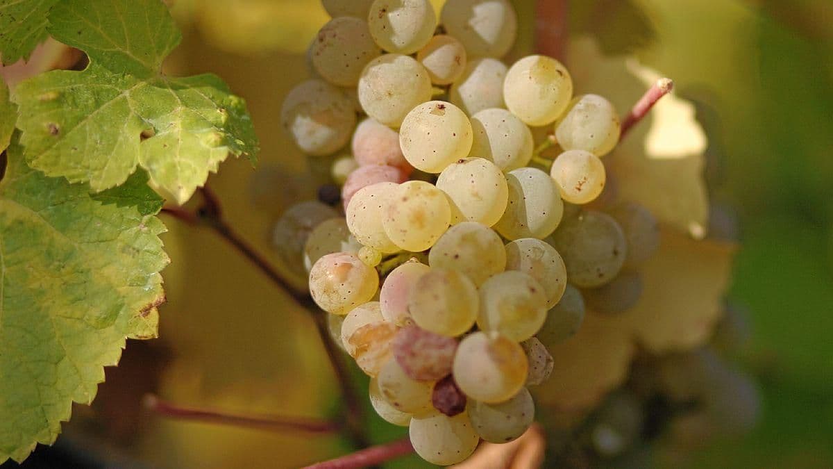 Images for Riesling