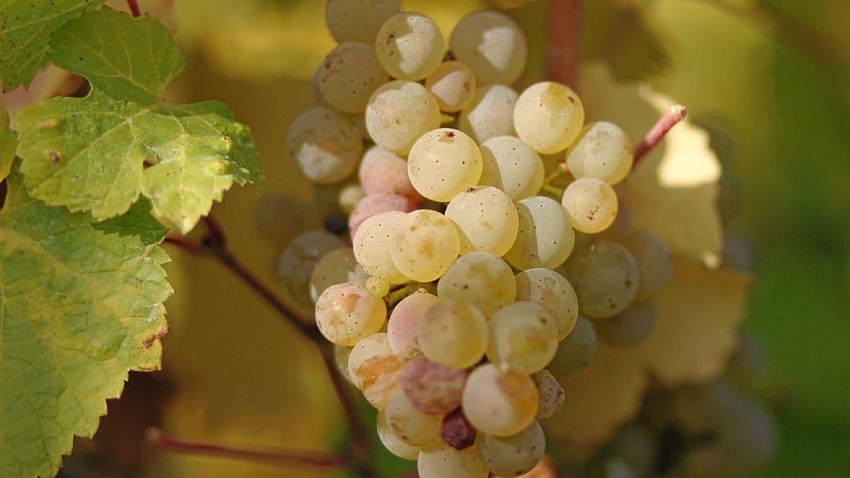 Images for Sekt