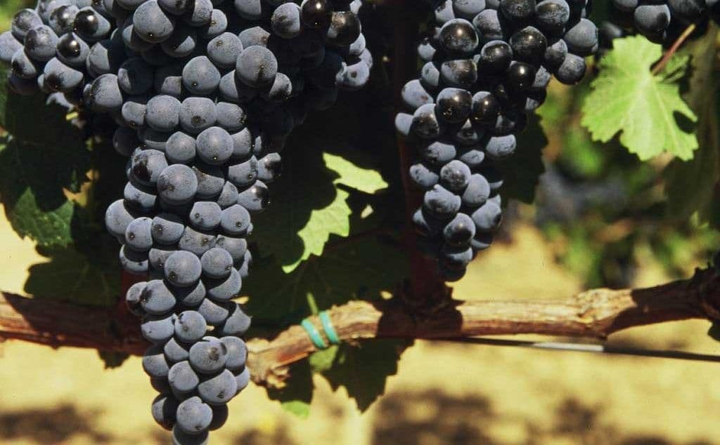 Images for Rioja