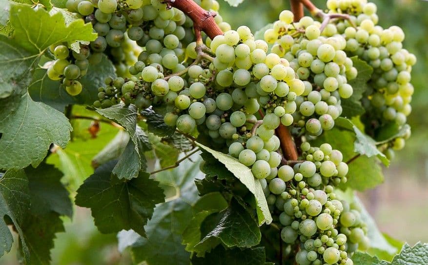 Images for Sancerre