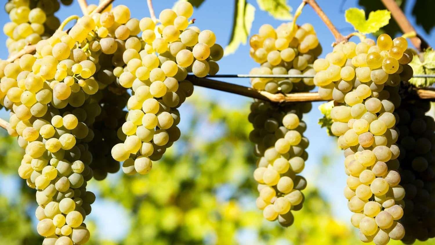 Images for Viognier