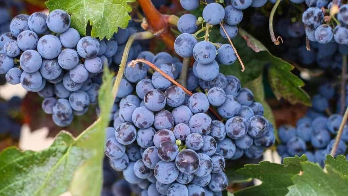 Images for Zinfandel