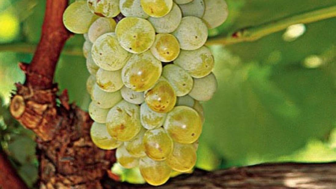 Images for Retsina Dessert Wine