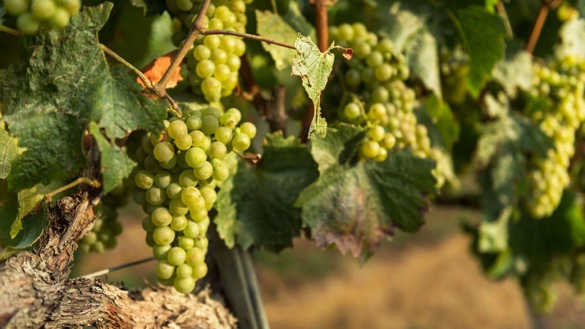 Images for Cava