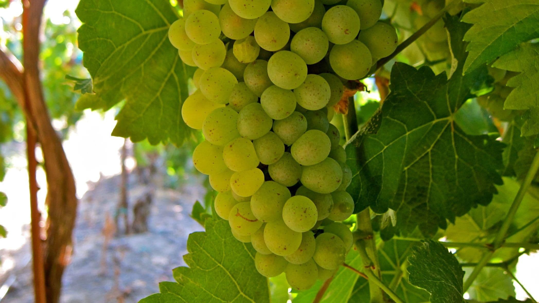 Images for Chenin Blanc