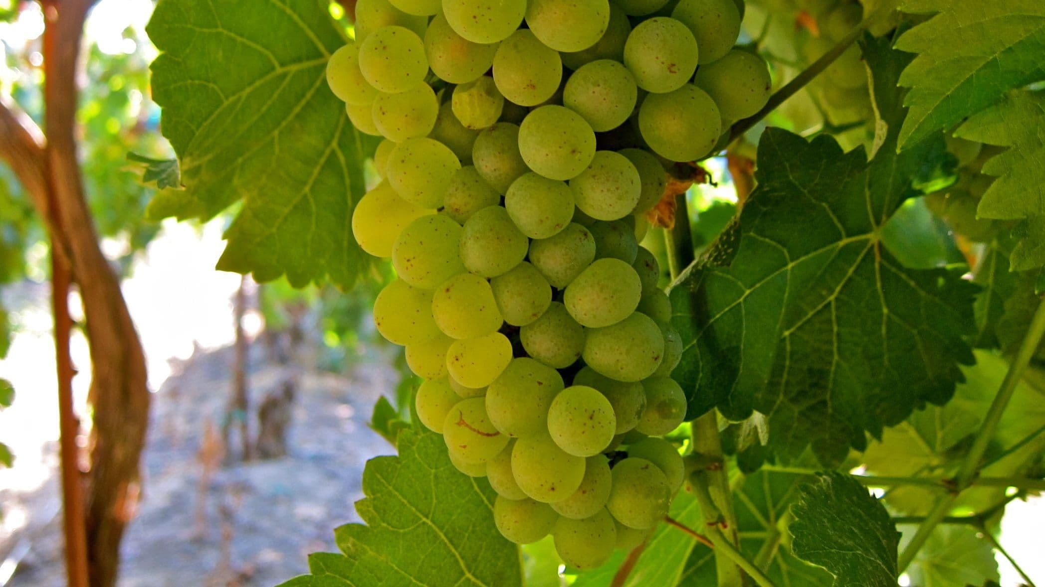 Images for Vouvray