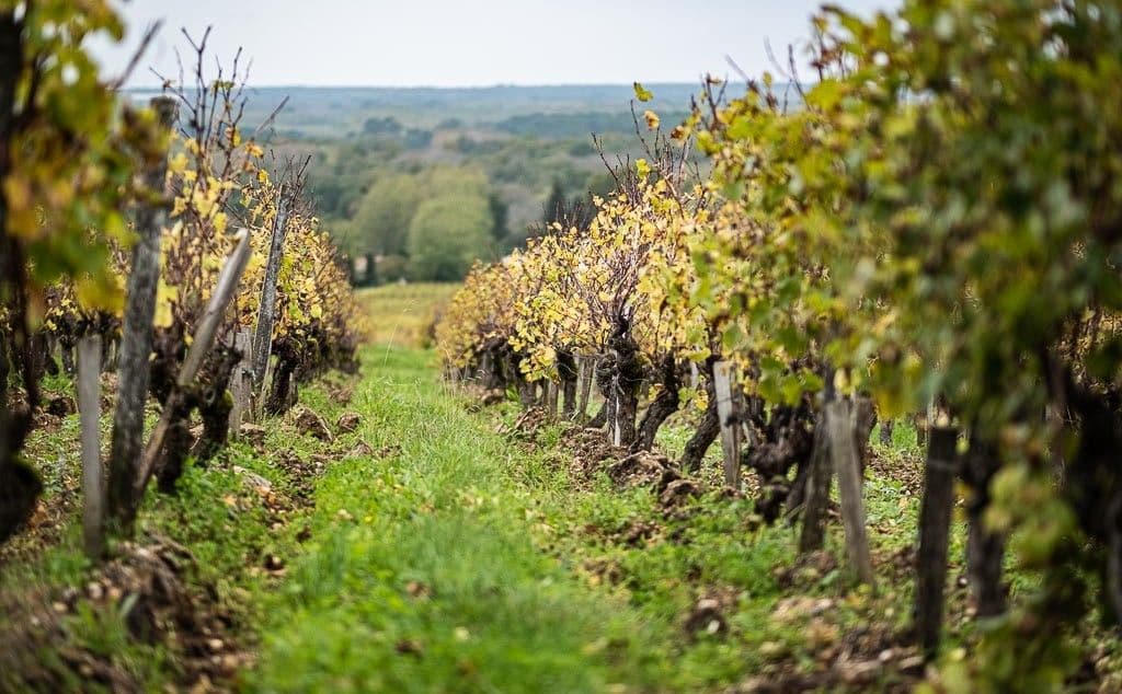Images for Sauternes