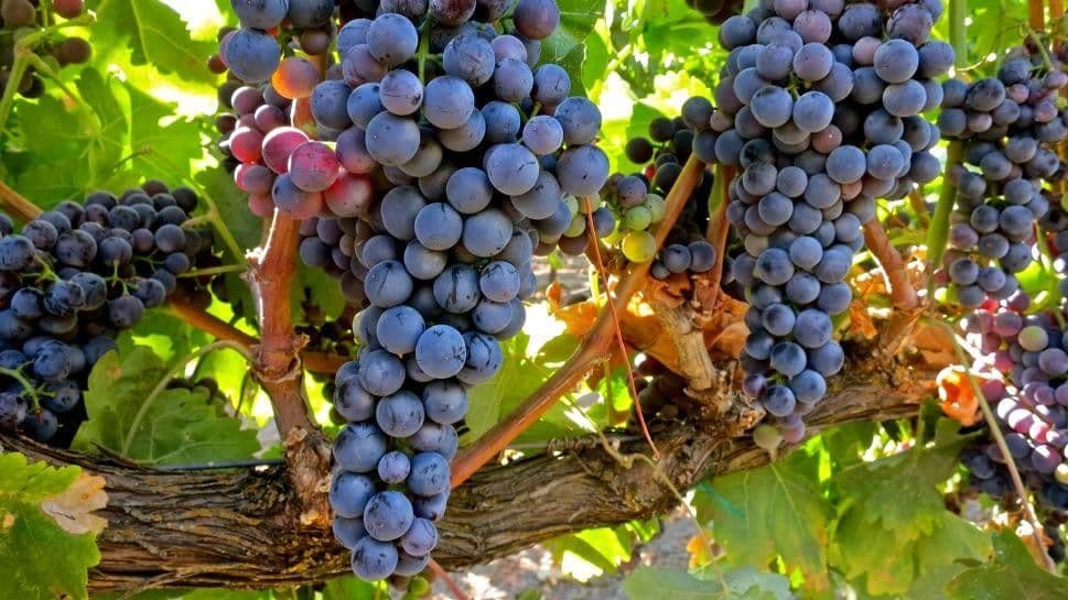 Images for Tempranillo