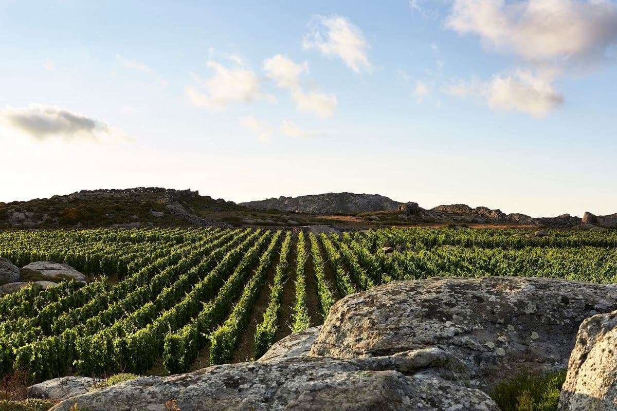 T-Oinos Winery & Vineyards