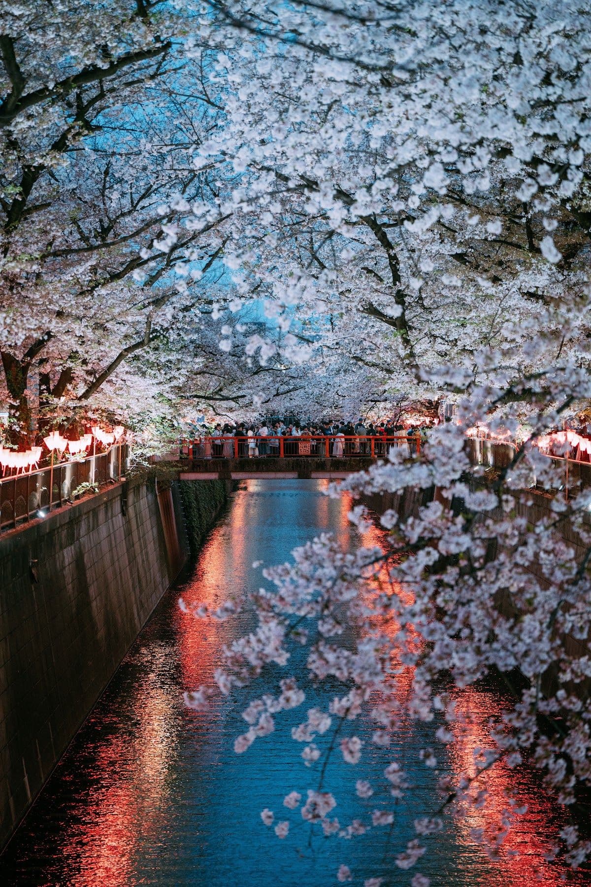 Meguro River & Daikanyama